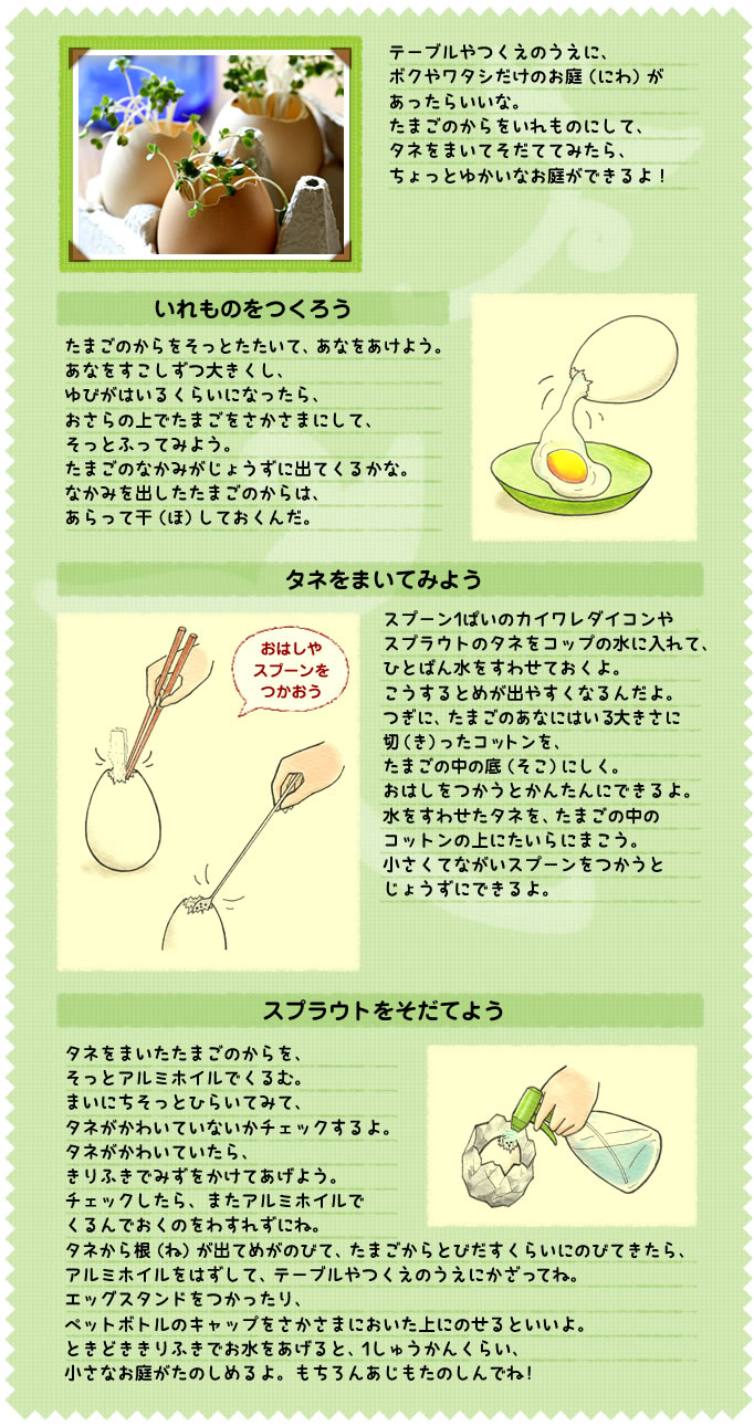 テーブルやつくえのうえに、
ボクやワタシだけのお庭（にわ）が
あったらいいな。
たまごのからをいれものにして、
タネをまいてそだててみたら、
ちょっとゆかいなお庭ができるよ！
いれものをつくろう
たまごのからをそっとたたいて、あなをあけよう。
あなをすこしずつ大きくし、
ゆびがはいるくらいになったら、
おさらの上でたまごをさかさまにして、
そっとふってみよう。
たまごのなかみがじょうずに出てくるかな。
なかみを出したたまごのからは、
あらって干（ほ）しておくんだ。
タネをまいてみよう
スプーン1ぱいのカイワレダイコンや
スプラウトのタネをコップの水に入れて、ひとばん水をすわせておくよ。
こうするとめが出やすくなるんだよ。
つぎに、たまごのあなにはいる大きさに
切（き）ったコットンを、
たまごの中の底（そこ）にしく。
おはしをつかうとかんたんにできるよ。
水をすわせたタネを、たまごの中の
コットンの上にたいらにまこう。
小さくてながいスプーンをつかうと
じょうずにできるよ。
スプラウトをそだてよう
タネをまいたたまごのからを、
そっとアルミホイルでくるむ。
まいにちそっとひらいてみて、
タネがかわいていないかチェックするよ。
タネがかわいていたら、
きりふきでみずをかけてあげよう。
チェックしたら、またアルミホイルで
くるんでおくのをわすれずにね。
タネから根（ね）が出てめがのびて、たまごからとびだすくらいにのびてきたら、
アルミホイルをはずして、テーブルやつくえのうえにかざってね。
エッグスタンドをつかったり、
ペットボトルのキャップをさかさまにおいた上にのせるといいよ。
ときどききりふきでお水をあげると、1しゅうかんくらい、
小さなお庭がたのしめるよ。もちろんあじもたのしんでね！