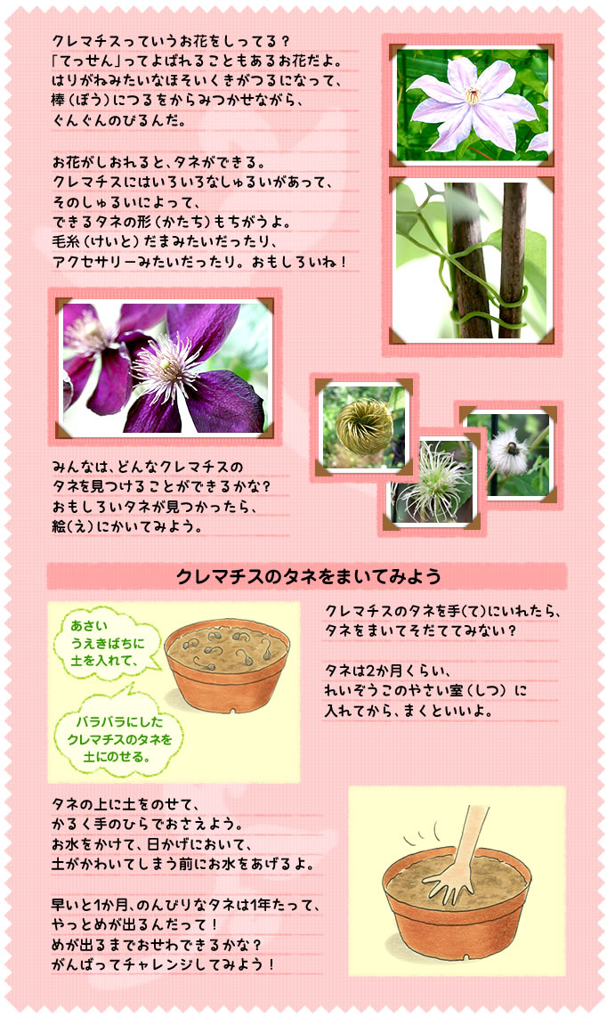 クレマチスっていうお花をしってる？　
 「てっせん」ってよばれることもあるお花だよ。
 はりがねみたいなほそいくきがつるになって、
棒（ぼう）につるをからみつかせながら、
ぐんぐんのびるんだ。
お花がしおれると、タネができる。
クレマチスにはいろいろなしゅるいがあって、
そのしゅるいによって、
できるタネの形（かたち）もちがうよ。
毛糸（けいと）だまみたいだったり、
アクセサリーみたいだったり。おもしろいね！
みんなは、どんなクレマチスの
タネを見つけることができるかな？
おもしろいタネが見つかったら、
絵（え）にかいてみよう。
クレマチスのタネをまいてみよう
クレマチスのタネを手（て）にいれたら、
タネをまいてそだててみない？
タネは2か月くらい、
れいぞうこのやさい室（しつ）に
入れてから、まくといいよ。
タネの上に土をのせて、
かるく手のひらでおさえよう。
お水をかけて、日かげにおいて、
土がかわいてしまう前にお水をあげるよ。
早いと1か月、のんびりなタネは1年たって、
やっとめが出るんだって！　
めが出るまでおせわできるかな？　
がんばってチャレンジしてみよう！