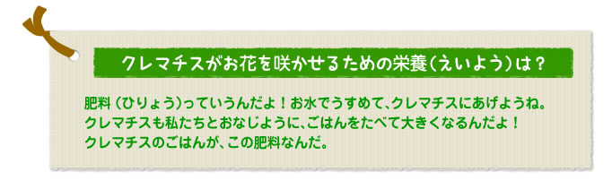 クレマチスがお花を咲かせるための栄養（えいよう）は？
肥料（ひりょう）っていうんだよ！お水でうすめて、クレマチスにあげようね。
クレマチスも私たちとおなじように、ごはんをたべて大きくなるんだよ！　
クレマチスのごはんが、この肥料なんだ。