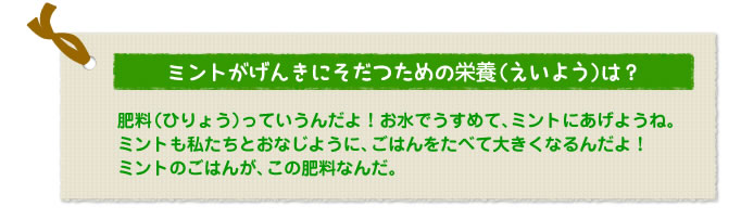 ミントがげんきにそだつための栄養（えいよう）は？
肥料（ひりょう）っていうんだよ！お水でうすめて、ミントにあげようね。
ミントも私たちとおなじように、ごはんをたべて大きくなるんだよ！　
ミントのごはんが、この肥料なんだ。
