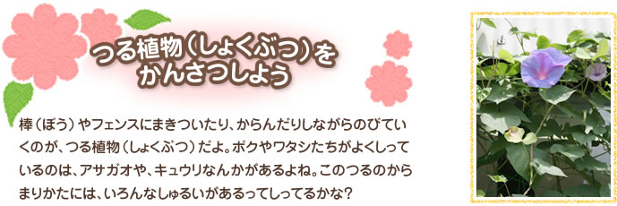 つる植物（しょくぶつ）をかんさつしよう 
棒（ぼう）やフェンスにまきついたり、からんだりしながらのびていくのが、つる植物（しょくぶつ）だよ。ボクやワタシたちがよくしっているのには、アサガオや、キュウリなんかがあるよね。このつるのからまりかたには、いろんなしゅるいがあるってしってるかな？