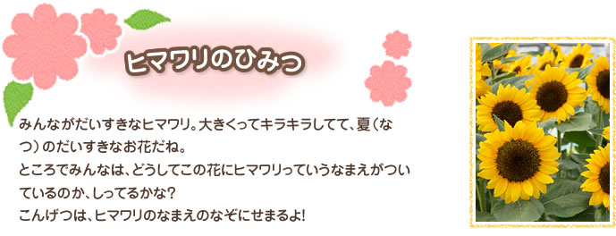 ヒマワリのひみつ 
みんながだいすきなヒマワリ。大きくってキラキラしてて、夏（なつ）のだいすきなお花だね。
ところでみんなは、どうしてこの花にヒマワリっていうなまえがついているのか、しってるかな？　こんげつは、ヒマワリのなまえのなぞにせまるよ！