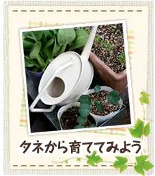タネから育ててみよう