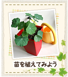 苗を植えてみよう