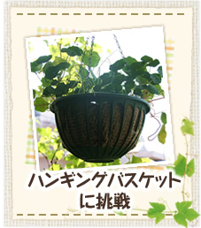 ハンギングバスケットに挑戦