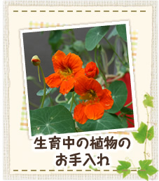 生育中の植物のお手入れ