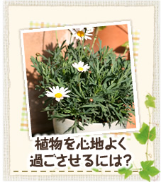 植物を心地よく過ごさせるには？