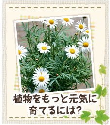 植物をもっと元気に育てるには？