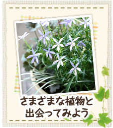 さまざまな植物と出会ってみよう