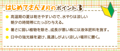 はじめてさん7月のポイント3　・高温期の夏は乾きやすいので、水やりは涼しい朝夕の時間帯にたっぷり与える。・暑さに弱い植物を除き、成長が悪い株には液体肥料を施す。・日中の強光線を避け、風通しがよい涼しい場所に置く。