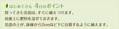 はじめてさん4月のポイント
買ってきた花苗は、すぐに植えつけます。
培養土に肥料を混ぜておきます。
花苗の土が、鉢縁から2cmほど下に位置するように植えます。