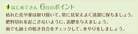 はじめてさん6月のポイント
  枯れた花や葉は取り除いて、常に見栄え良く清潔に保ちましょう。
  肥料切れを起こさないように、追肥を与えましょう。
  雨でも鉢土の乾き具合をチェックして、水やりをしましょう。