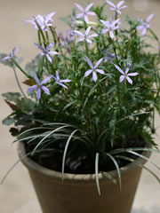 イソトマ（水色の花）、ヒューケラ'マーブルバーガンディ'（丸い葉）、ジャノヒゲ'白竜