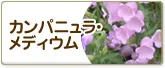 カンパニュラ・メディウム