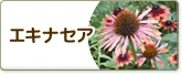 エキナセア