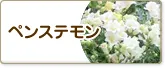 ペンステモン