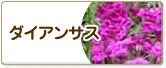 ダイアンサス