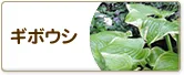 ギボウシ