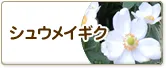 シュウメイギク