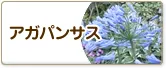アガパンサス