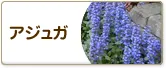 アジュガ
