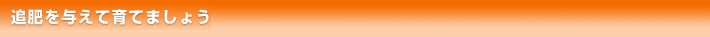 追肥を与えて育てましょう