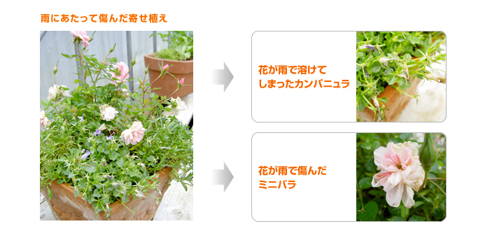 雨にあたって傷んだ寄せ植え