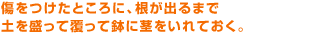 傷をつけたところに、根が出るまで土を盛って覆って鉢に茎をいれておく。