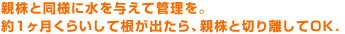 親株と同様に水を与えて管理を。約１ヶ月くらいして根が出たら、親株と切り離してOK