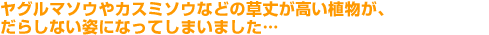 ヤグルマソウやカスミソウなどの草丈が高い植物が、だらしない姿になってしまいました...