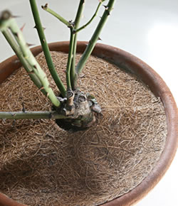 ヤシがらシート