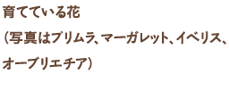 育てている花（写真はプリムラ、マーガレット、イベリス、オーブリエチア）