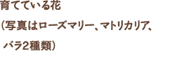 育てている花(写真はローズマリー、マトリカリア、バラ2種類)