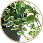 グリーンフィカス・プミラ