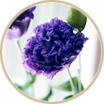 トルコギキョウ