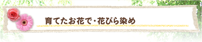 育てたお花で・花びら染め