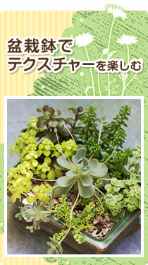 5月　盆栽鉢でテクスチャーを楽しむ