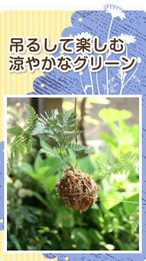 6月　吊るして楽しむ涼やかなグリーン