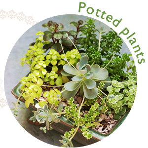 Potted plants