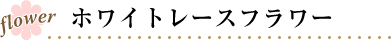 ホワイトレースフラワー