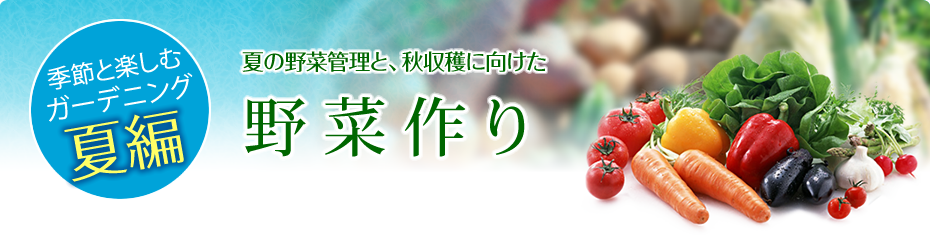 季節と楽しむガーデニング春編：今植えて、夏に収穫！ 春からはじめる野菜作り