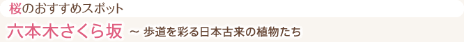 桜のおすすめスポット 六本木さくら坂