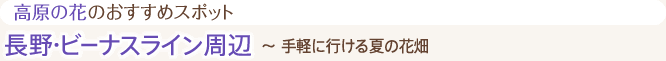 高原の花のおすすめスポット 長野・ビーナスライン周辺 ~ 手軽に行ける夏の花畑