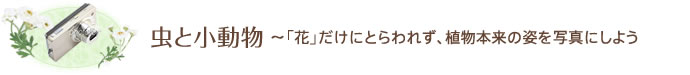 虫と小動物～主役はあくまでも草花。周囲とのバランスをとることが大切。