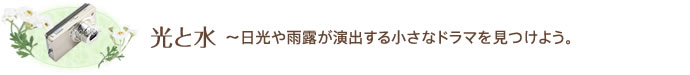 光と水～日光や雨露が演出する小さなドラマを見つけよう。