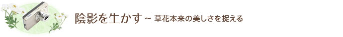 陰影を生かす~ 草花本来の美しさを捉える