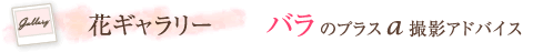 花ギャラリー　バラのプラスα撮影アドバイス