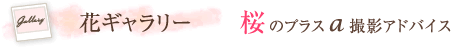 花ギャラリー　桜のプラスα撮影アドバイス