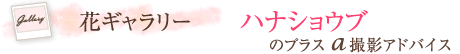 花ギャラリー　ハンショウブのプラスα撮影アドバイス