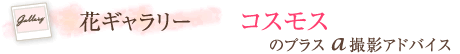 花ギャラリー　コスモスのプラスα撮影アドバイス